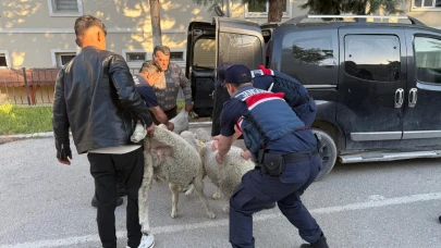 Ankara’da koyun hırsızı yakalandı
