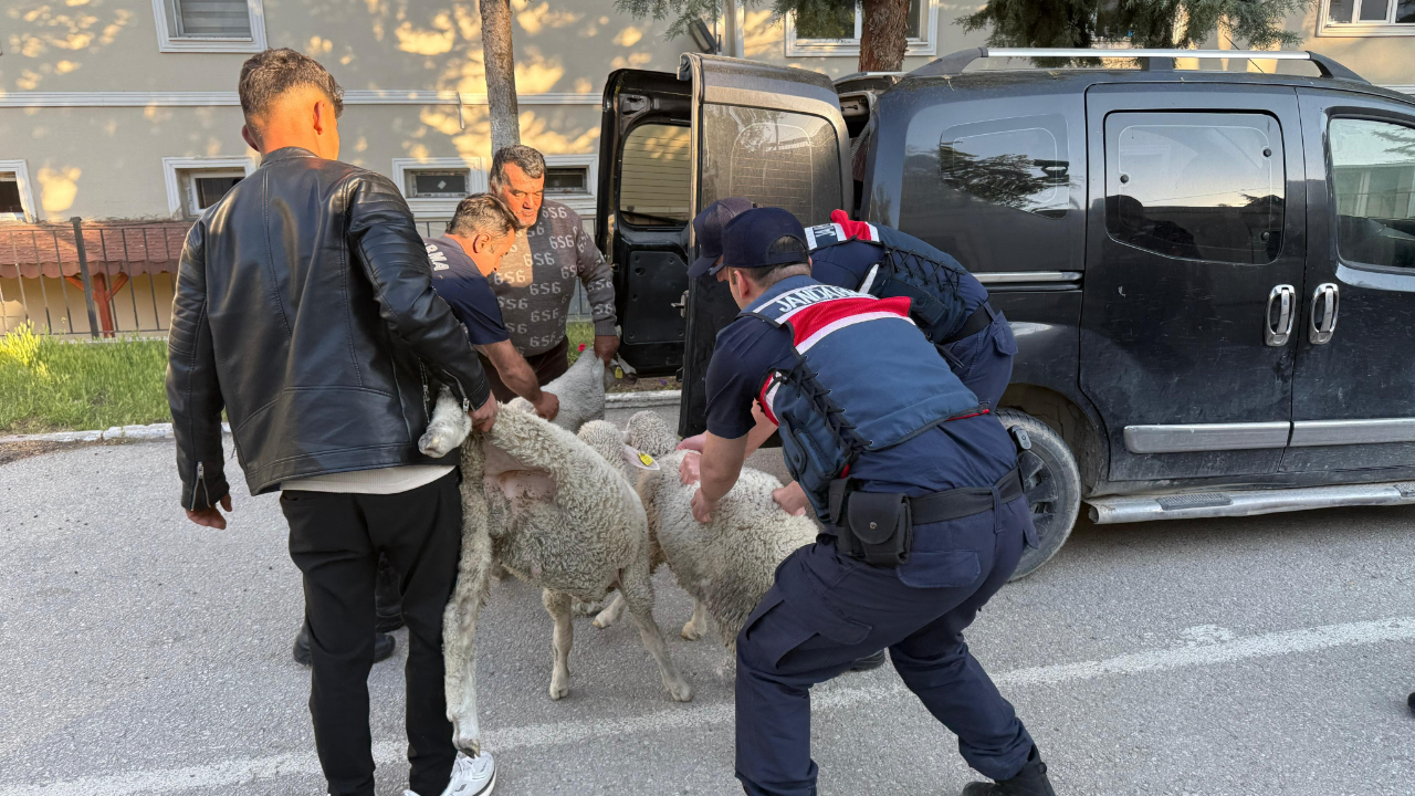Ankara’da koyun hırsızı yakalandı