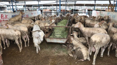 Nilüfer Belediyesinde Kurban Bayramı hazırlıkları tamam!