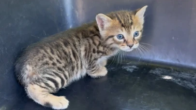Aracın kaputunun altına giren 2 yavru kedi kurtarıldı