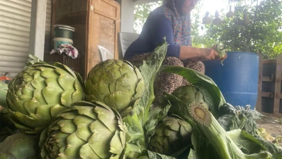 Enginar bıçakçılarında hasat mesaisi