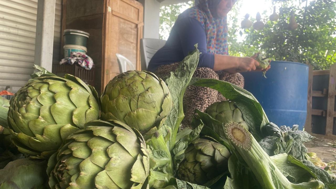 Enginar bıçakçılarında hasat mesaisi