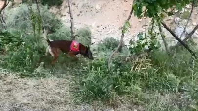 Dere kenarına gizlenmiş esrarı dedektör köpek buldu