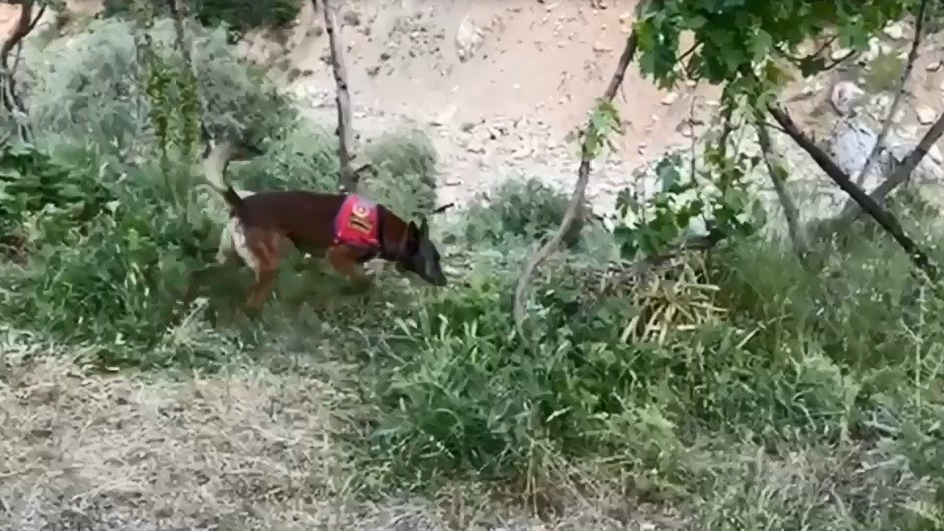 Dere kenarına gizlenmiş esrarı dedektör köpek buldu