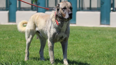 TİGEM’den koruma köpeği satış duyurusu!