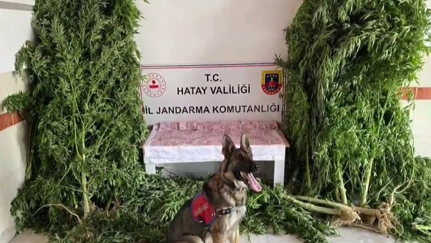 Hatay’da jandarmadan kenevir serasına operasyon
