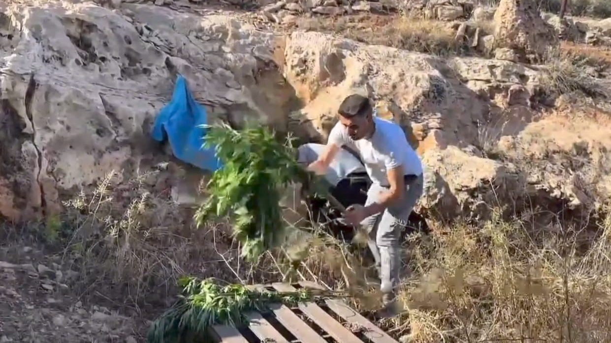 Şanlıurfa'da mağaradan kenevir çıktı