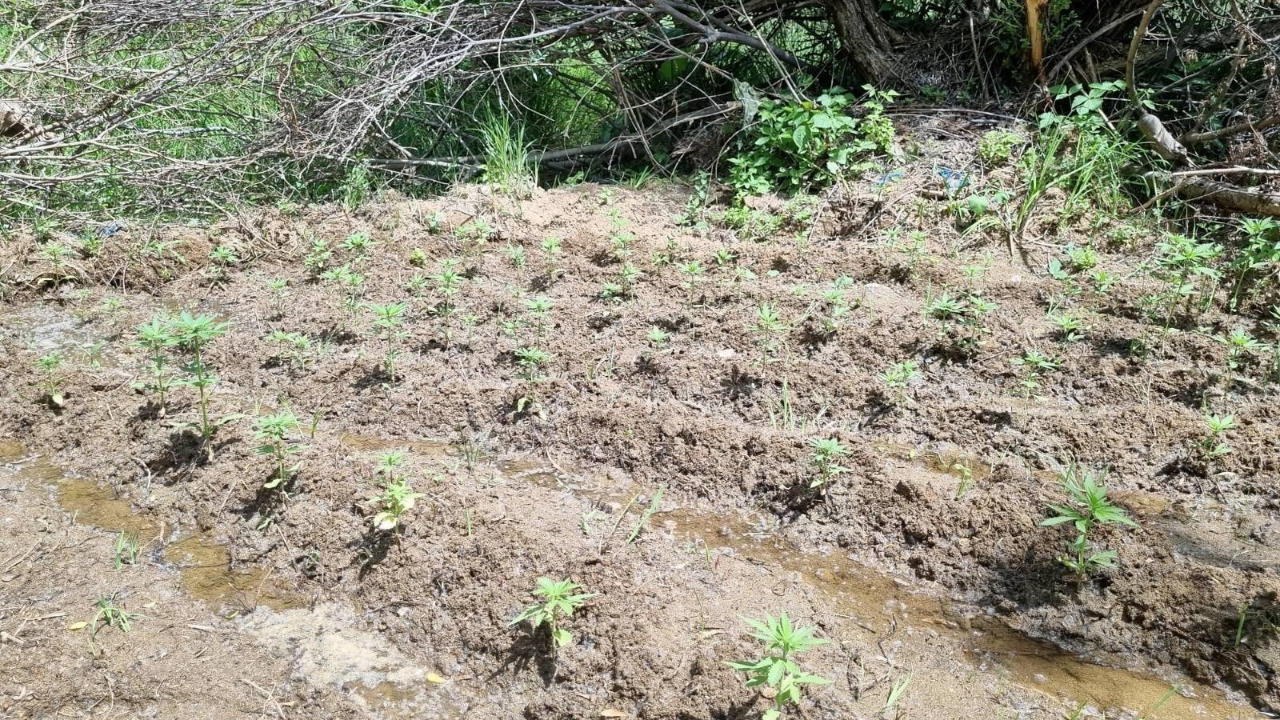 Bingöl’de 330 kök kenevir ele geçirildi