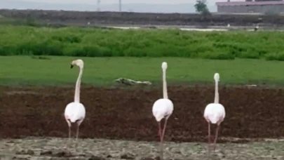 Göç yolunda olan flamingolar Diyarbakır'da mola verdi