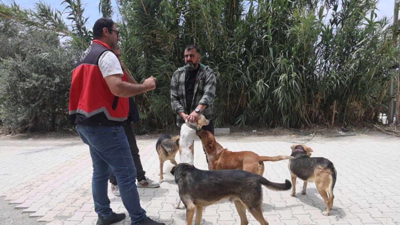 Hatay'da 4 mahallede kuduz karantinası