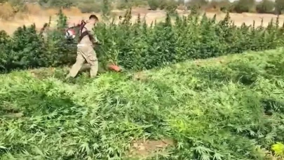 Bakan Yerlikaya duyurdu! Diyarbakır’da 3 milyon 476 bin adet kök kenevir ve skunk ele geçirildi