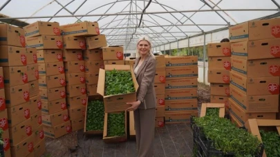 Son üç yılda 1 milyon 700 bin fide dağıtıldı
