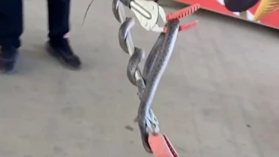 Diyarbakır'da markete giren yılanı itfaiye yakaladı