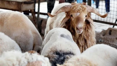 Kilogram ve hisseli kurbanlık fiyatı ne kadar?