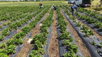 Beyşehir’de çilekte hasat öncesi pestisit denetimi