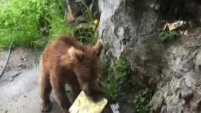 Artvin'de köydeki bir evin kapısına kadar gelen ayı paniği çöpleri karıştırdı