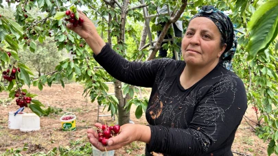 Don afetinin rekolteyi düşürdüğü kirazda hasat vakti
