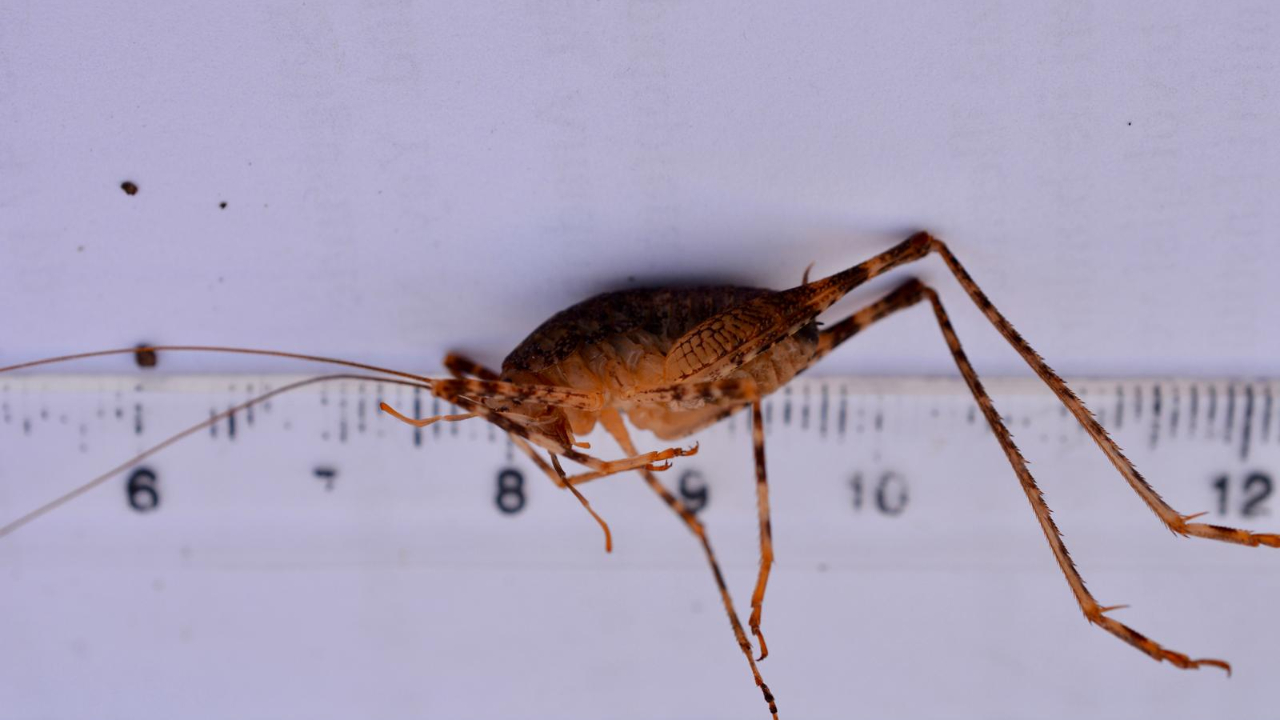 Diyarbakır’da bulunan yeni çekirge türüne ‘Troglophilus diclensis’ ismi verildi