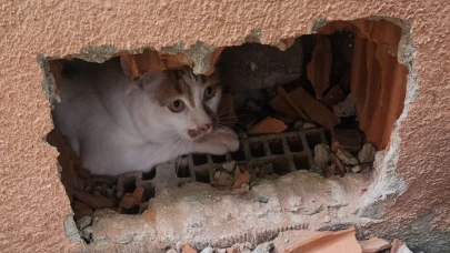 Duvarın içinde mahur kalan kedi itfaiye ekipleri tarafından kurtarıldı