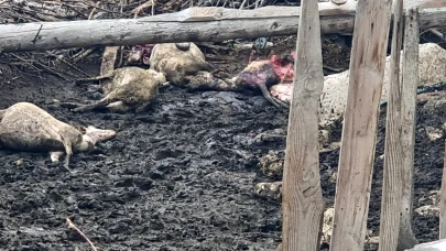 Kütahya'da kurt saldırısı! 11 koyun telef oldu