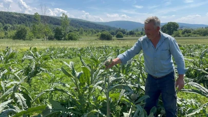 Bursa'da enginarları bir gecede hasat ederek çalan hırsızlar yakalandı