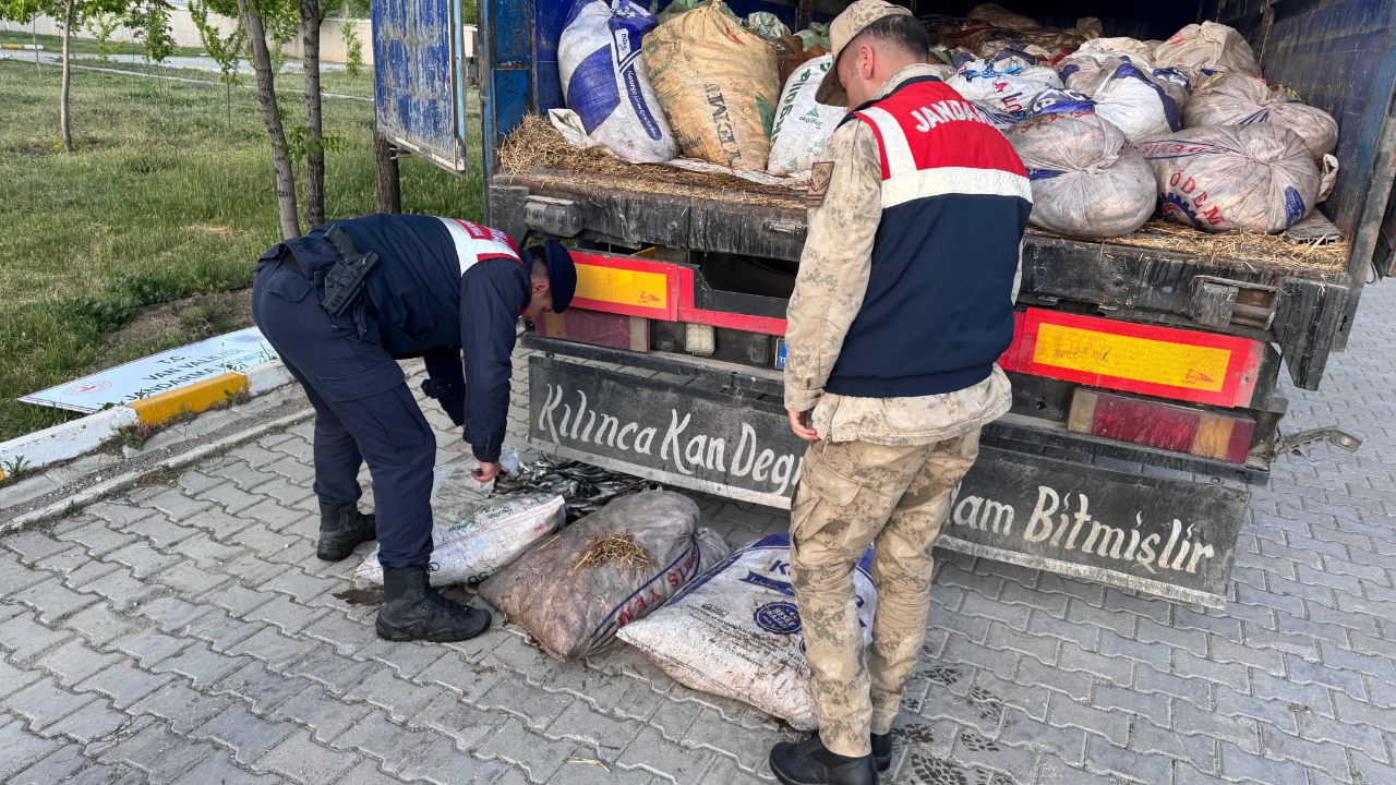 Van'da 22 ton kaçak avlanmış balık ele geçirildi