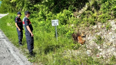 Kastamonu’da yaralı halde bulunan karacalar tedavi altına alındı