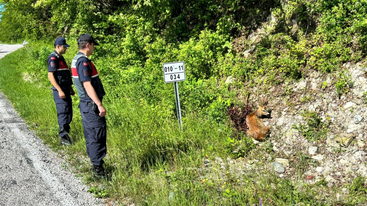 Kastamonu’da yaralı halde bulunan karacalar tedavi altına alındı