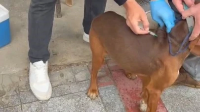 Kırklareli'nde evcil hayvanlara kuduz aşılaması yapılıyor