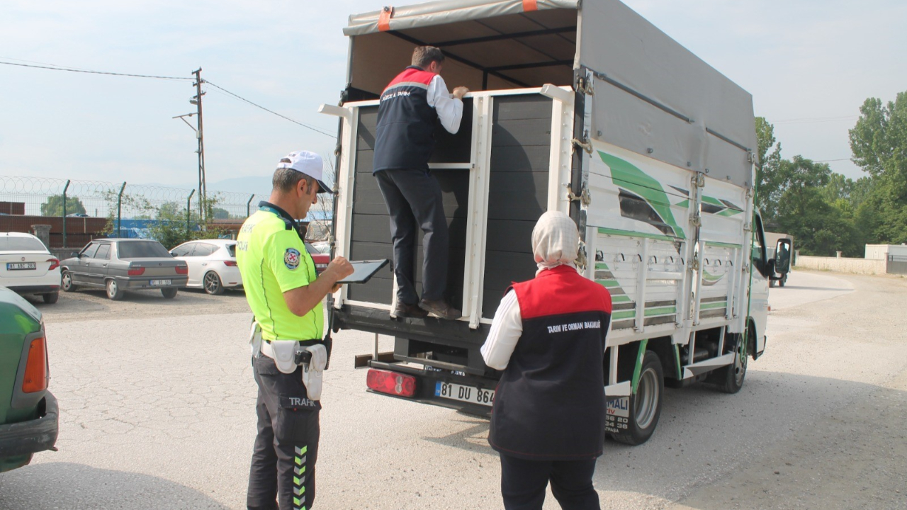 Hayvan pazarında sıkı denetim