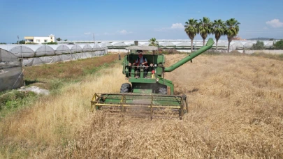 Mersin'de yerli buğdayın hasadı gerçekleştirildi