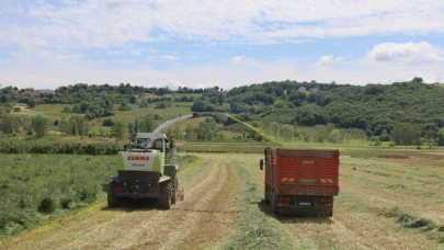 Kocaeli’de süt otu hasadı başladı