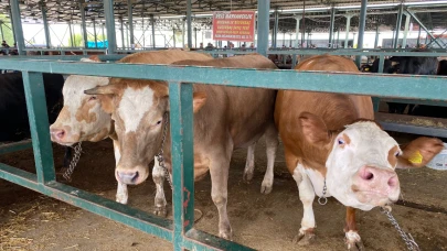 Eskişehir Hayvan Pazarı'nın 750 kiloluk düveleri