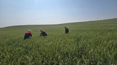 Kulu'da süne zararlısıyla mücadele çalışmaları