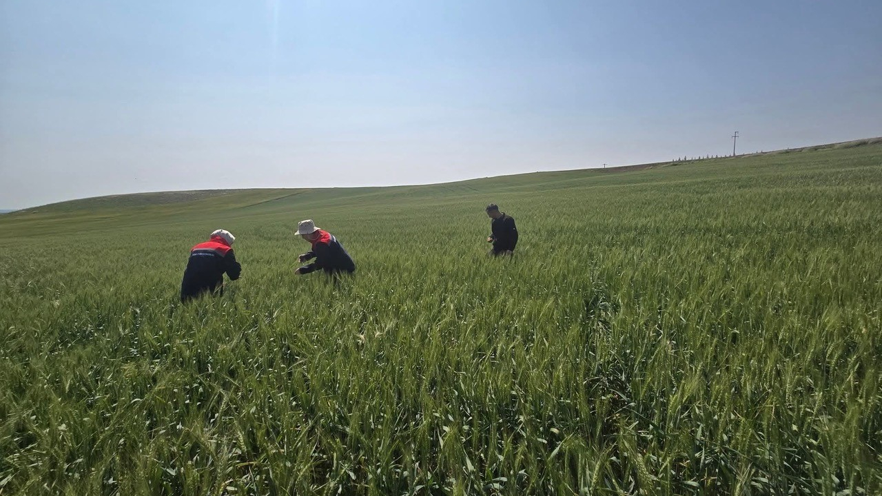 Kulu'da süne zararlısıyla mücadele çalışmaları