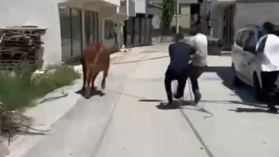 Bursa’da kurbanlık dana ipini koparıp kaçtı