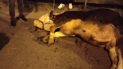 Ümraniye'de kamyonetten yola atlayan kurbanlık dananın ayağı kırıldı