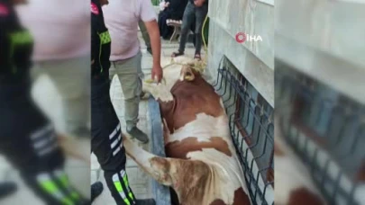 Bahçelievler'de kurbanlık boğayı kurtarma operasyonu