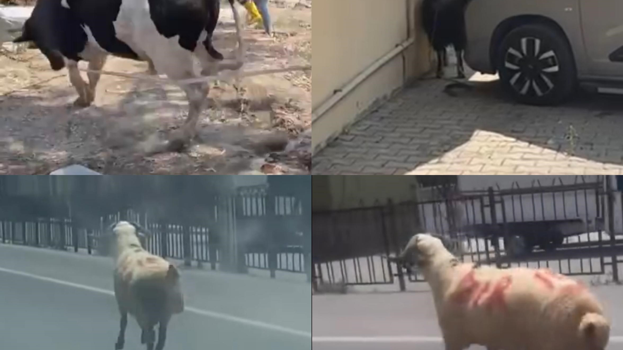 Kurbanlıklar firarda: O anlar kamerada