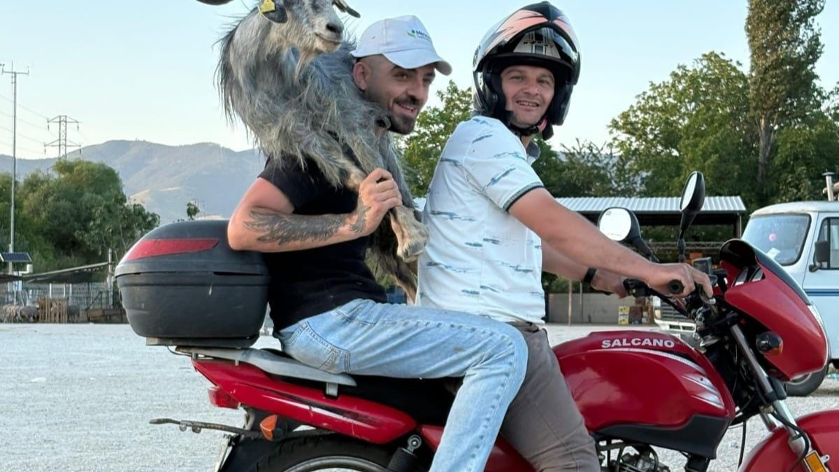 Kaçan keçiyi motosikletle yakalayıp omuzlarında pazara getirdiler