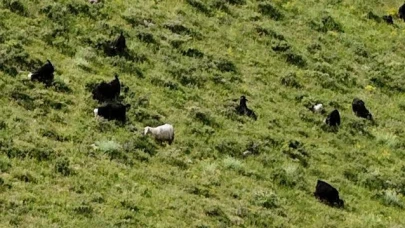 Kaçan kurbanlıklar dronla havadan takipte!