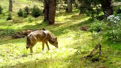 Nesli tükenmekte olan Bozkurt görüntülendi