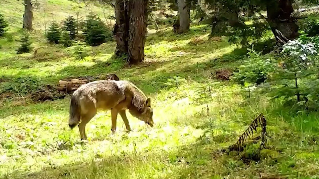 Nesli tükenmekte olan Bozkurt görüntülendi