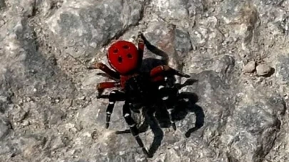 Uğur böceğine benziyor ama oldukça tehlikeli