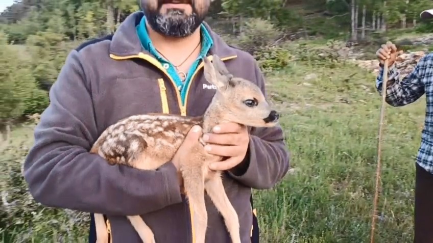 Ormanda bulunan ceylan keçi sütüyle hayata tutundu