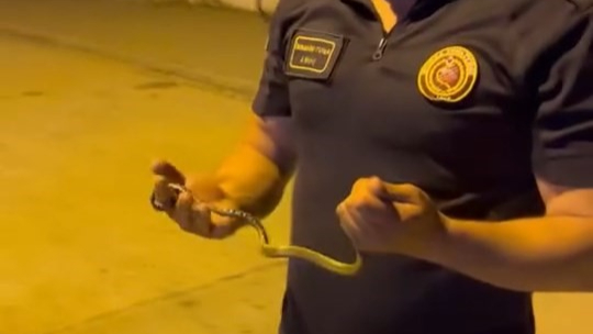 Bursa'da motosikletin içine giren yılanı tek hamlede çıkardı