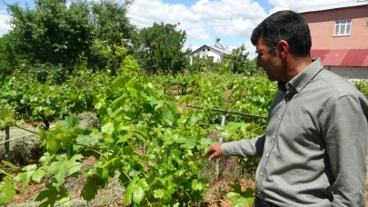 Zirai donun vurduğu tescilli "köhnü" üzümünde umutlar yapraklarda