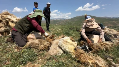 Yüksekova'da koyun kırkma mesaisi başladı