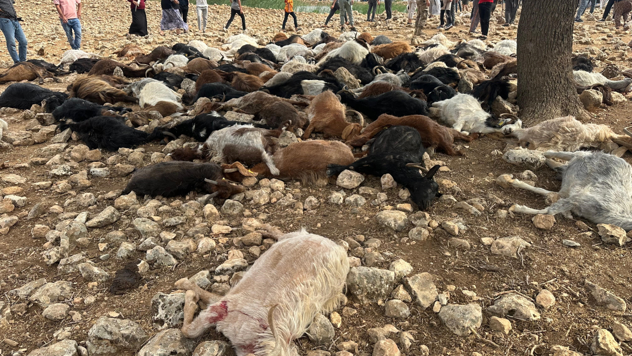 Şırnak'ta yıldırım isabet eden 95 küçükbaş hayvan telef oldu