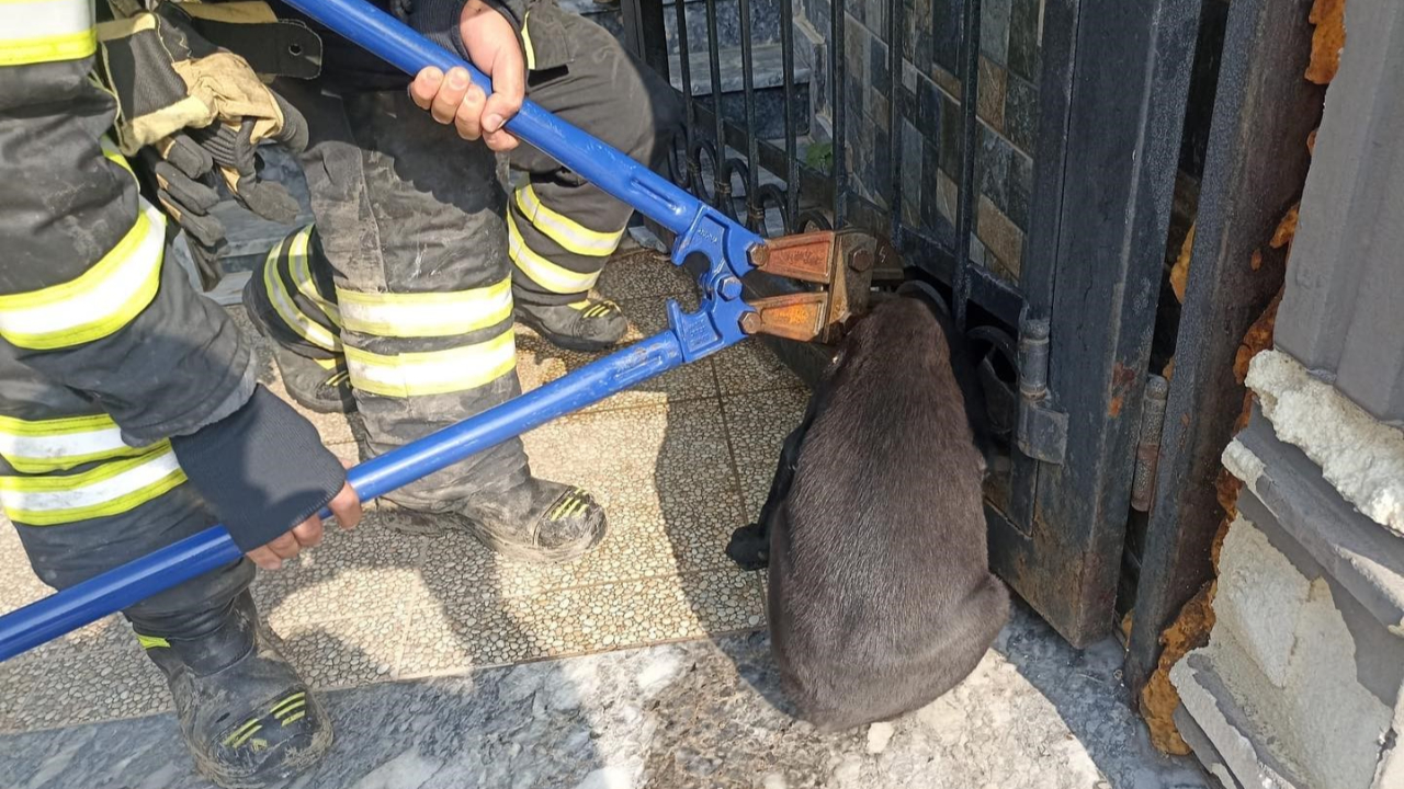 Demir korkuluğa sıkışan köpeği itfaiye kurtardı